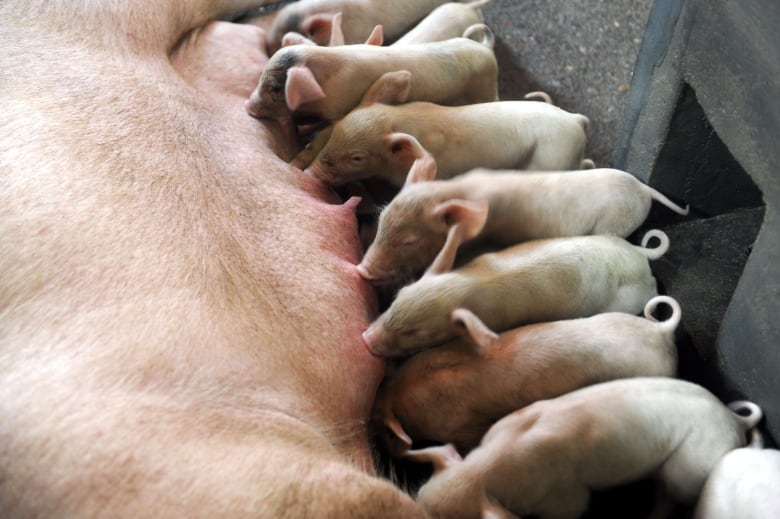 A mother pig's belly is visible as many of her baby piglets feed on her milk.
