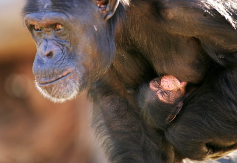 A female chimpanzee and the baby she's carrying in her arms is filling the frame as she looks intently forward.