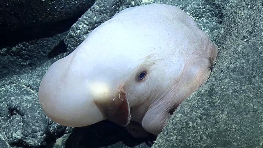 A close up of a Dumbo octopus amongst some rocks.