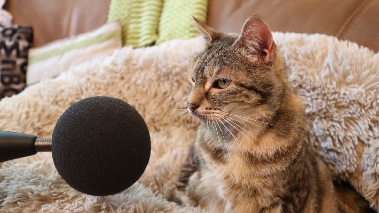 A brown and ginger calico cat resting on a fluffy blanket with a large microphone in her face. 