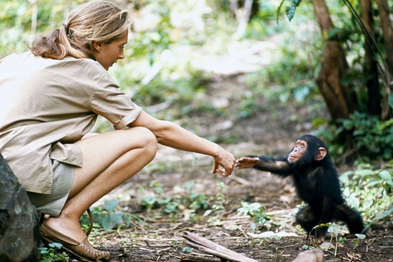 A young woman with blonde hair reaches out her hand to a chimpanzee in the jungle and the chimpanzee reaches back.