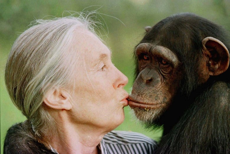 An older woman kisses a chimpanzee