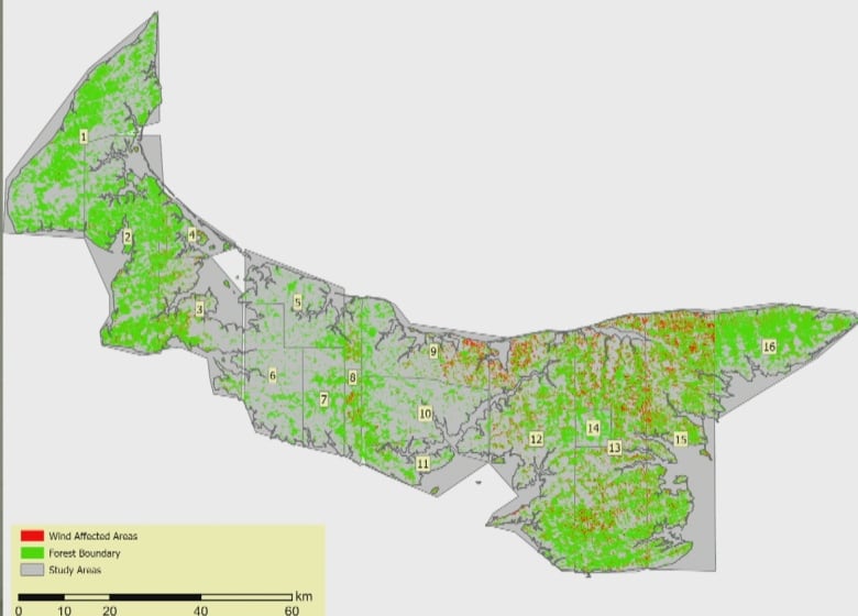 A map of the wooded areas on P.E.I., with small red patches showing where at least 70 per cent of trees in a forest were blown down by Fiona.