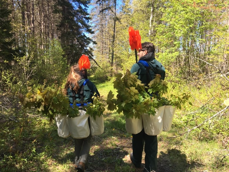 Two people carry bags of tree saplings into a wooded area. 